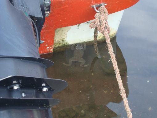Un sapo en Catemaco que lastima que no se dejo dar un beso