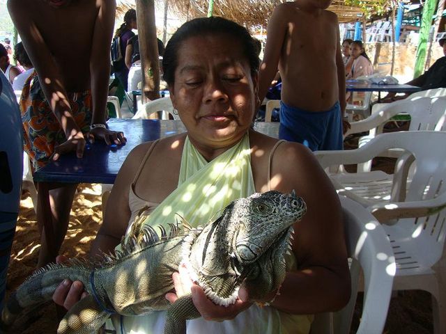 Pequeñita la iguana