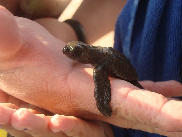 Una tortuguita que estaba esperando a su hermanita para ser liberadas