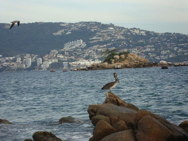 Pelicanos en Papagayo